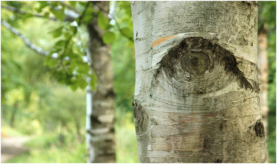 Baum.Seelen.Blick