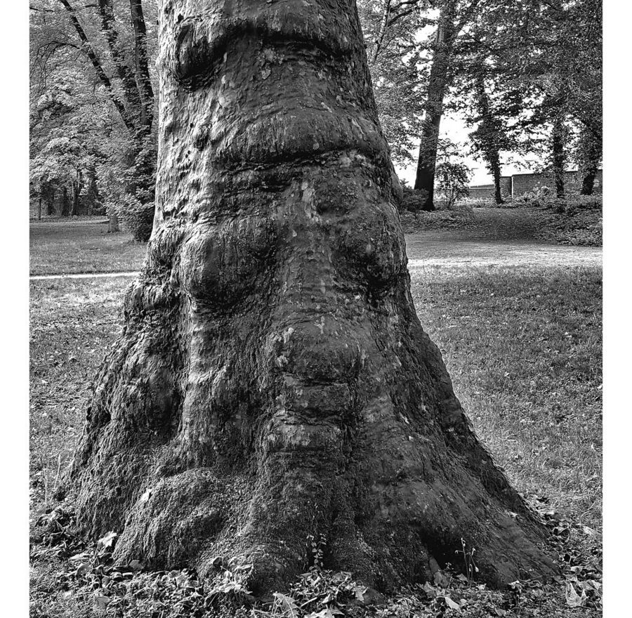 Baumserie 4 ....der mit dem Gesicht!