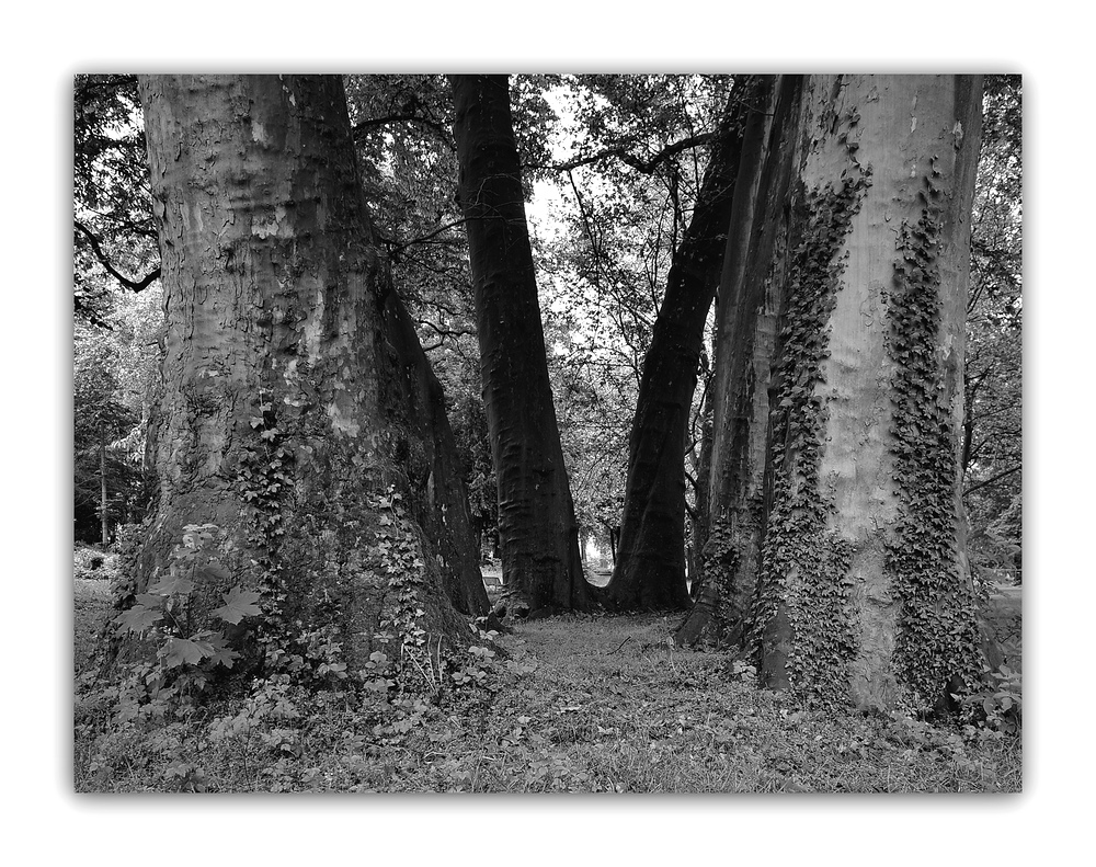 Baumserie 5 Eingang in die Baumwelt