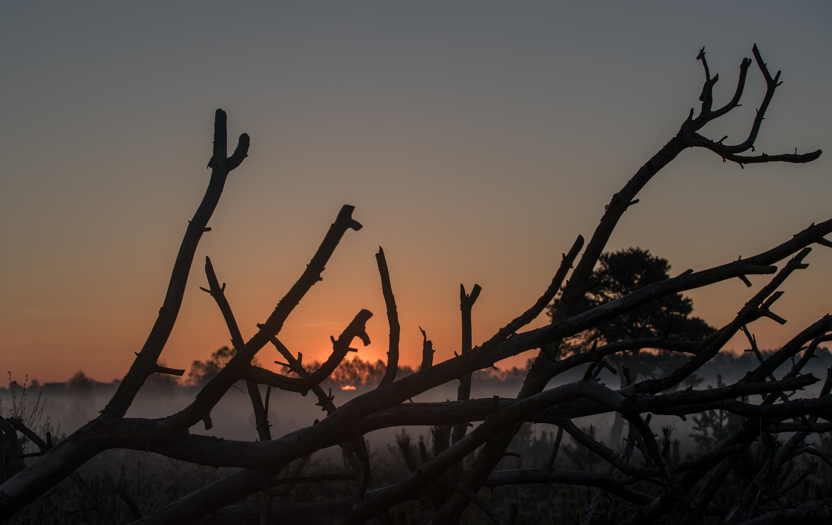 Baumsilhouette mit Offenblende