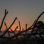 Baumsilhouette mit Offenblende