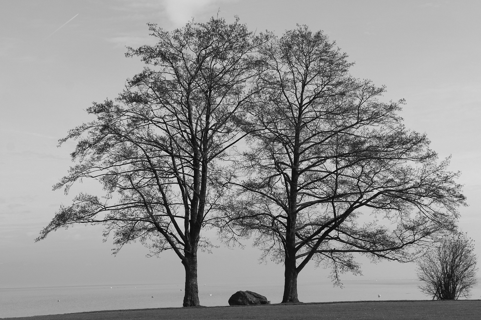 Baumsilhouetten am See