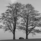 Baumsilhouetten am See