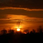 Baumsilhouetten im Abendrot