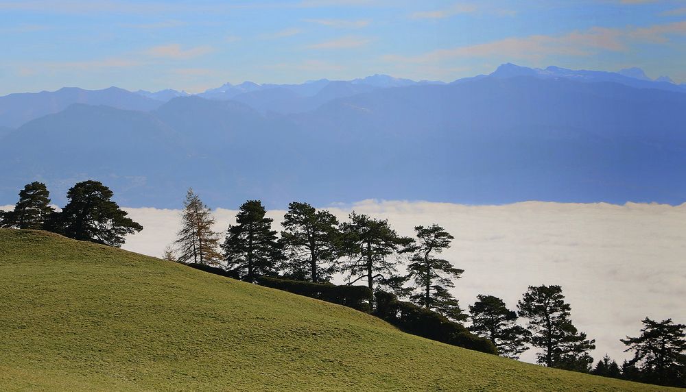 Baumsilhouetten über dem Nebelmeer ...