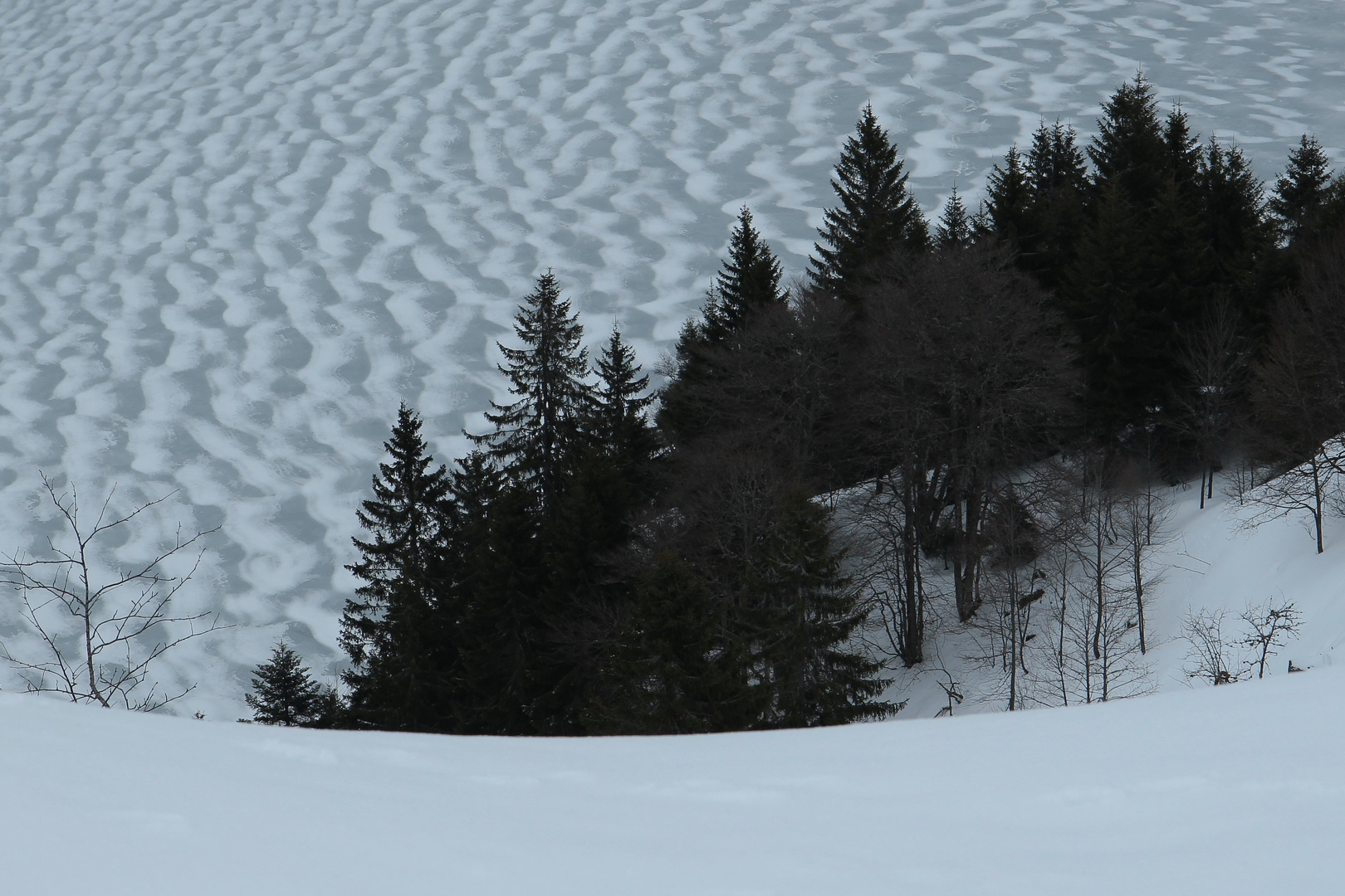 Baumsilhouetten vor windverfrachtetem Schnee auf Eis