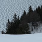 Baumsilhouetten vor windverfrachtetem Schnee auf Eis