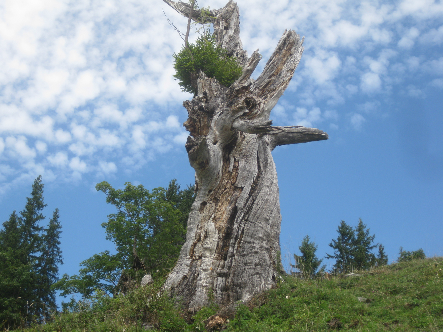 Baumskelett auf dem Weg zum Hirschberg/ Bregenzer Wald