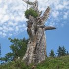 Baumskelett auf dem Weg zum Hirschberg/ Bregenzer Wald