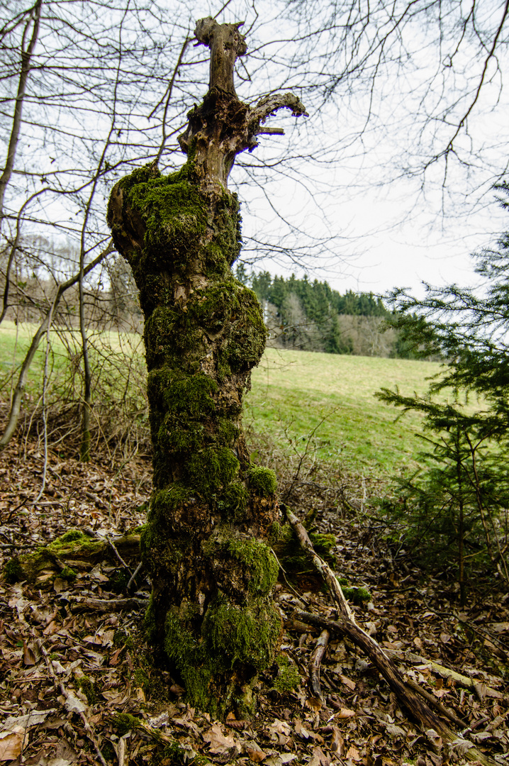 Baumskulptur