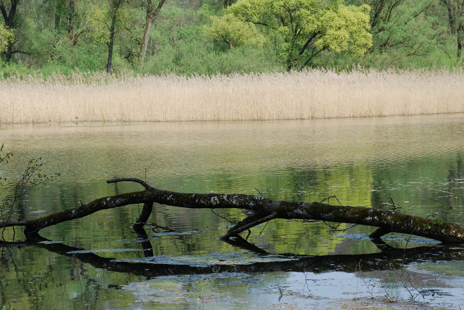 Baumskulptur am See