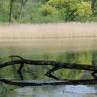 Baumskulptur am See