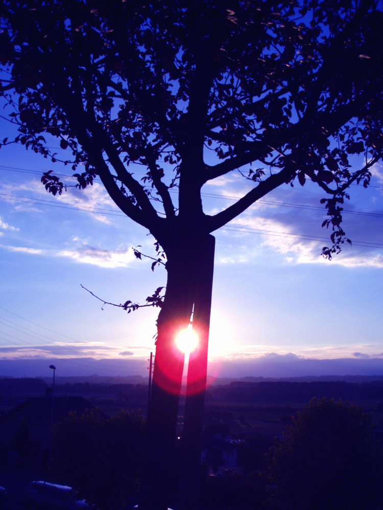 Baumsonne - Sonnenbaum