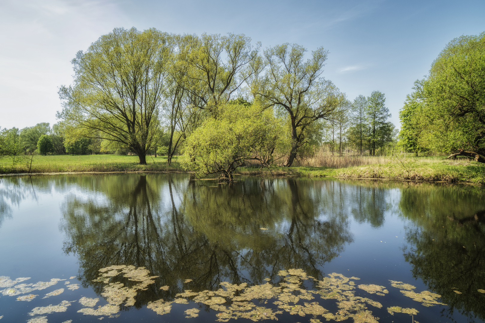 Baumspiegel im See