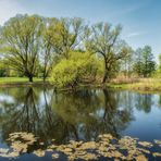 Baumspiegel im See