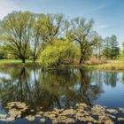 Baumspiegel im See