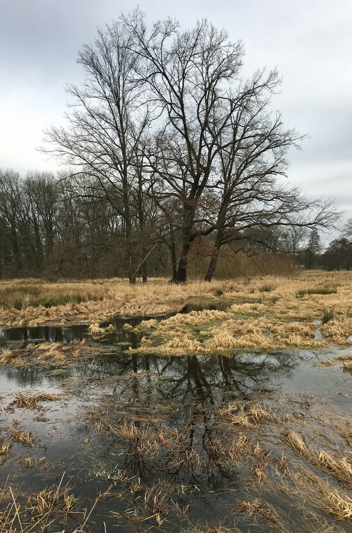 Baumspiegel - Spiegelbaum