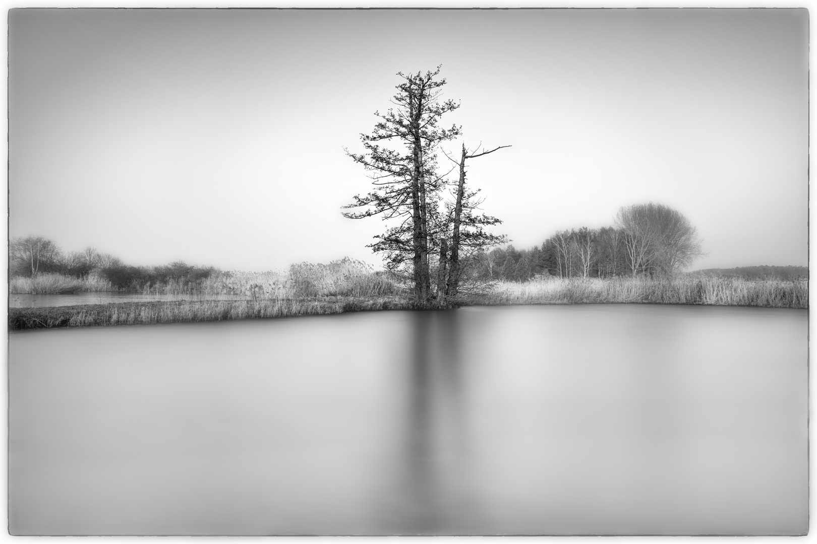 Baum:Spiegelung