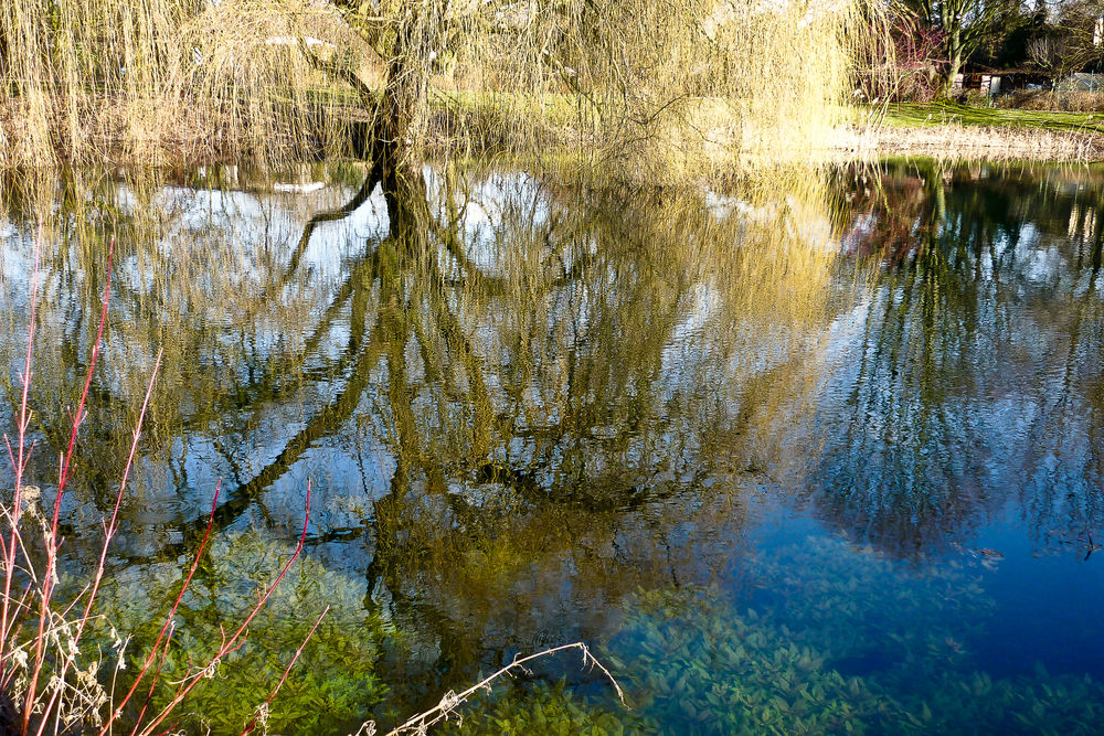 Baumspiegelung