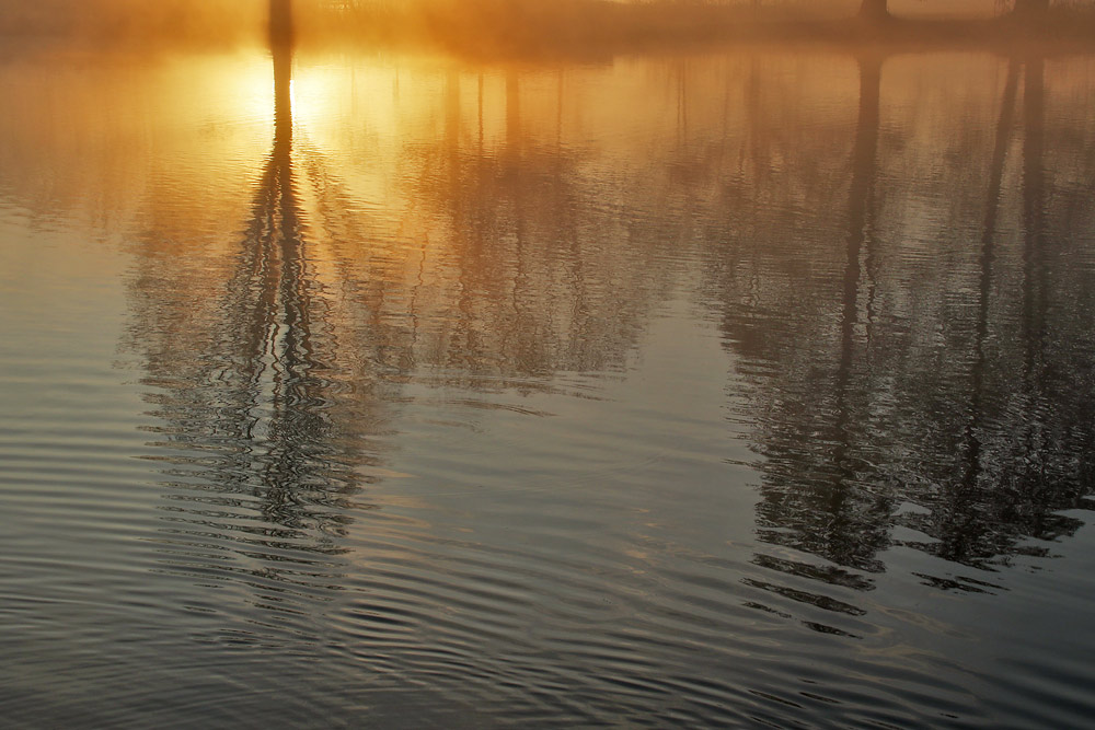 Baumspiegelung bei Sonnenaufgang