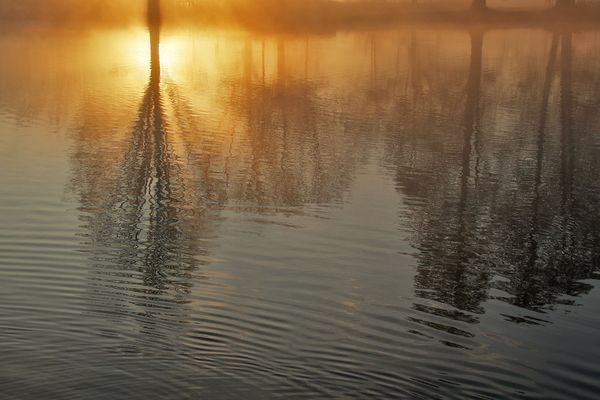 Baumspiegelung bei Sonnenaufgang