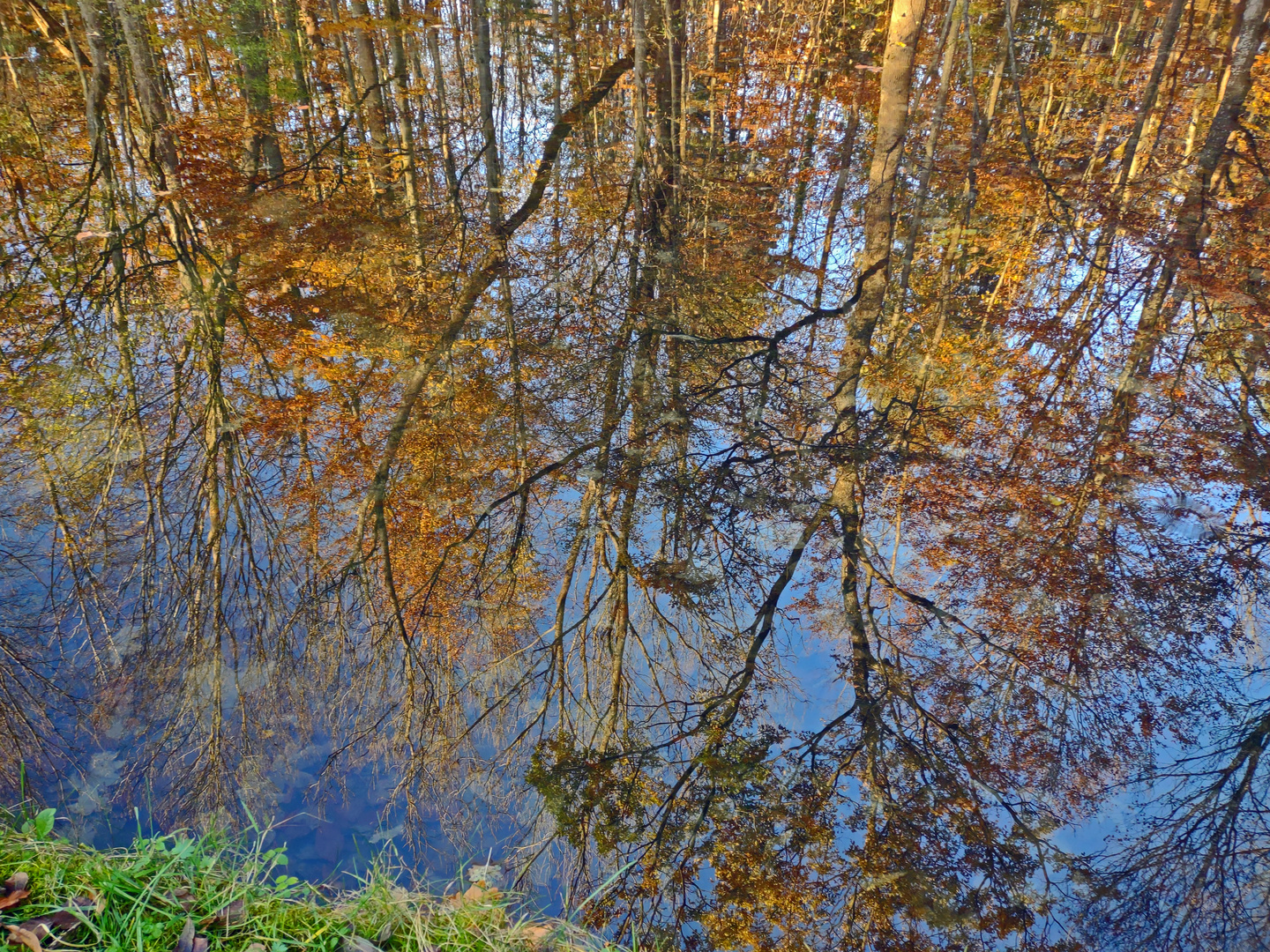 Baumspiegelung im Auwaldweiher