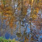 Baumspiegelung im Auwaldweiher