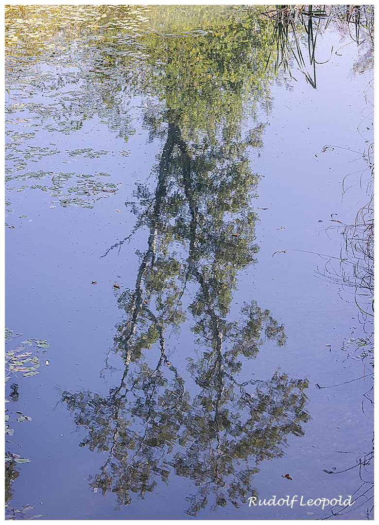 Baumspiegelung im Teich