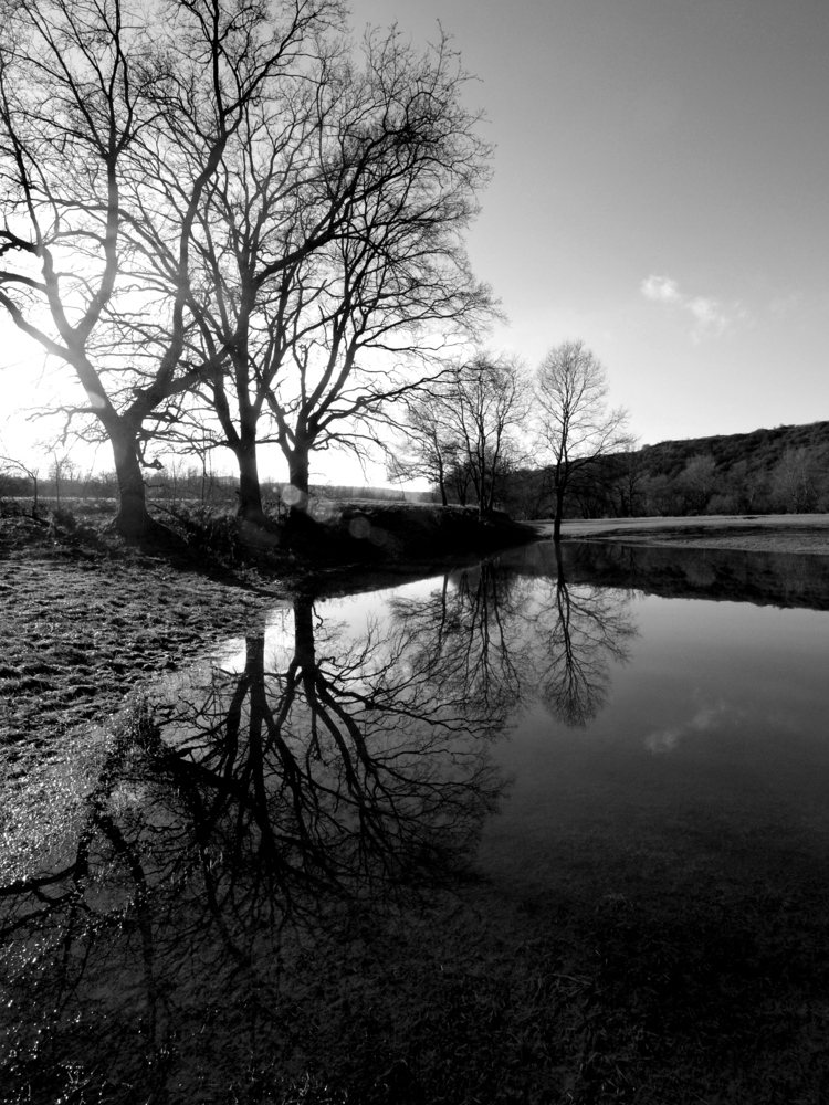 Baumspiegelung im Wasser