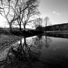 Baumspiegelung im Wasser