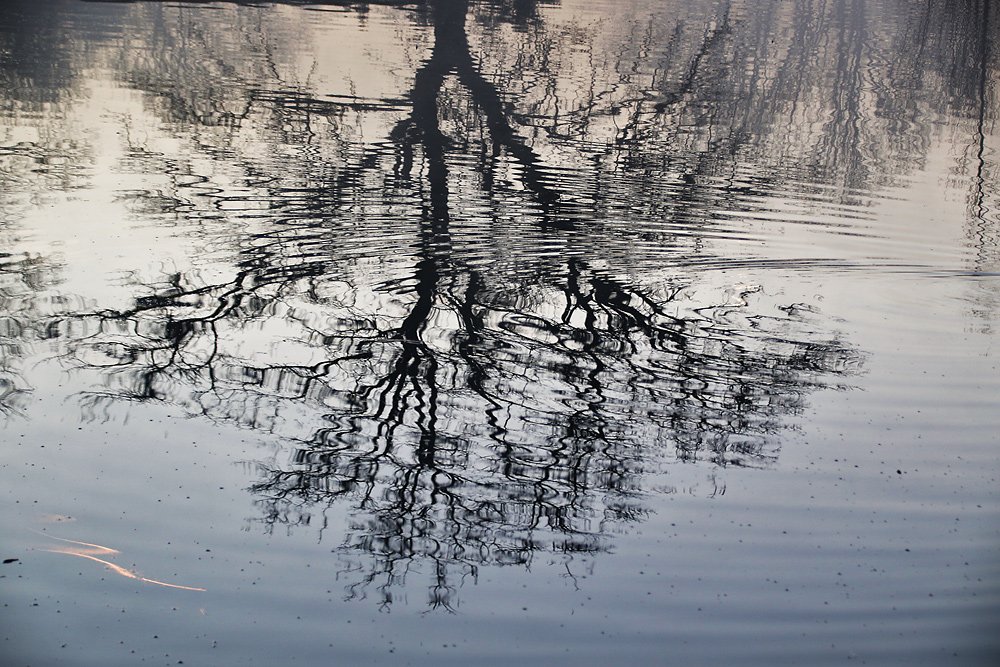 Baumspiegelung im Wasser