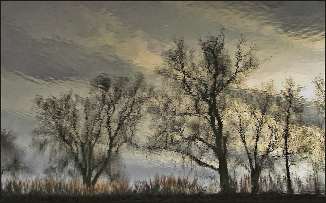 Baumspiegelung im Winterlicht