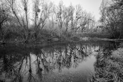 Baumspiegelung in Rhein-Seitenarm