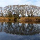 Baumspiegelungen in der Weser