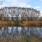 Baumspiegelungen in der Weser