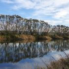 Baumspieglung in der Weser