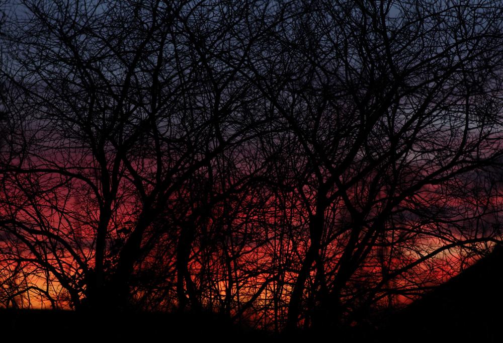 Baumspinnennetz im Sonnenuntergang