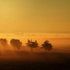 Baumspitzen im Nebel