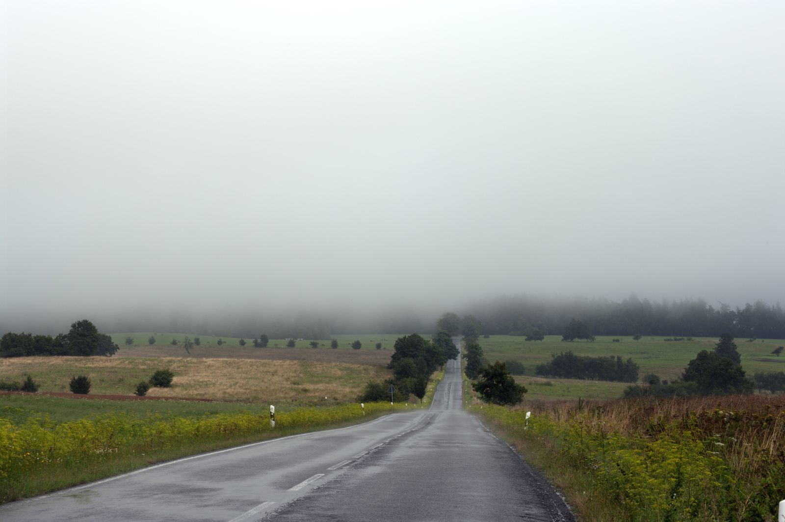 Baumspitzen in Wolkenschleiern