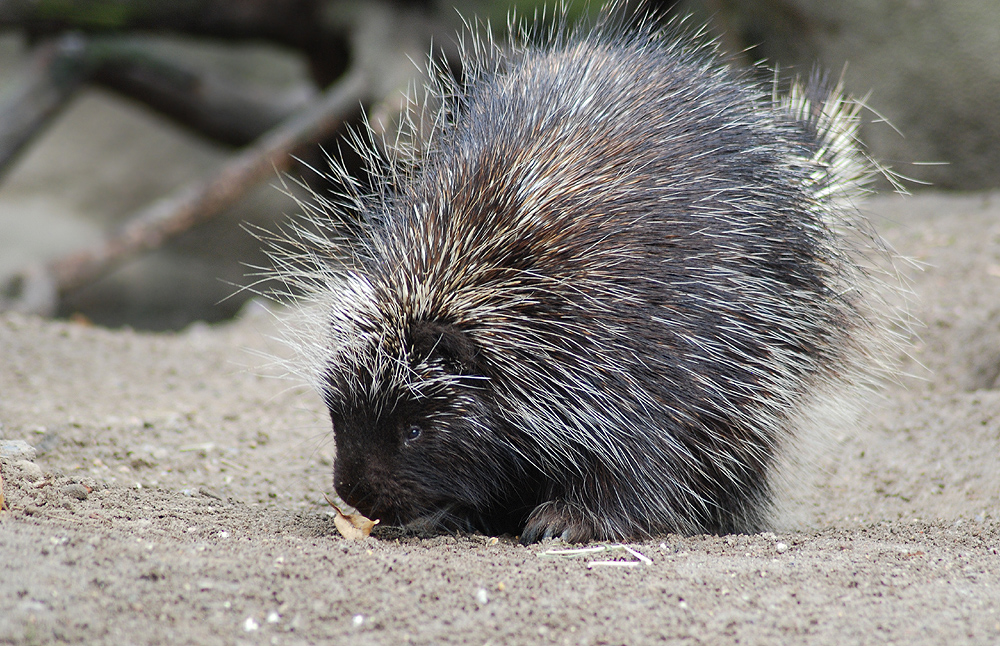 Baumstachler Foto & Bild tiere, zoo, wildpark & falknerei, säugetiere