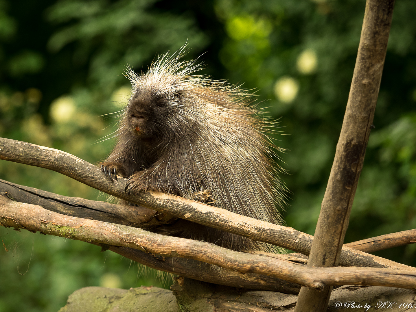 Baumstachler 2 Foto & Bild | tiere, zoo, wildpark & falknerei ...
