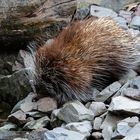 Baumstachler auf Entdeckungsreise!