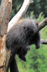 Baumstachler beim Abhängen