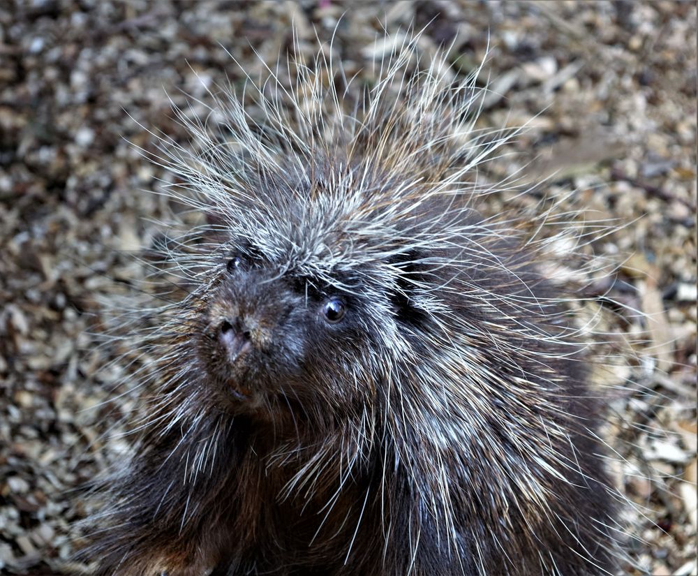 Baumstachler... Foto & Bild | tiere, tierdetails, nagetier Bilder auf ...