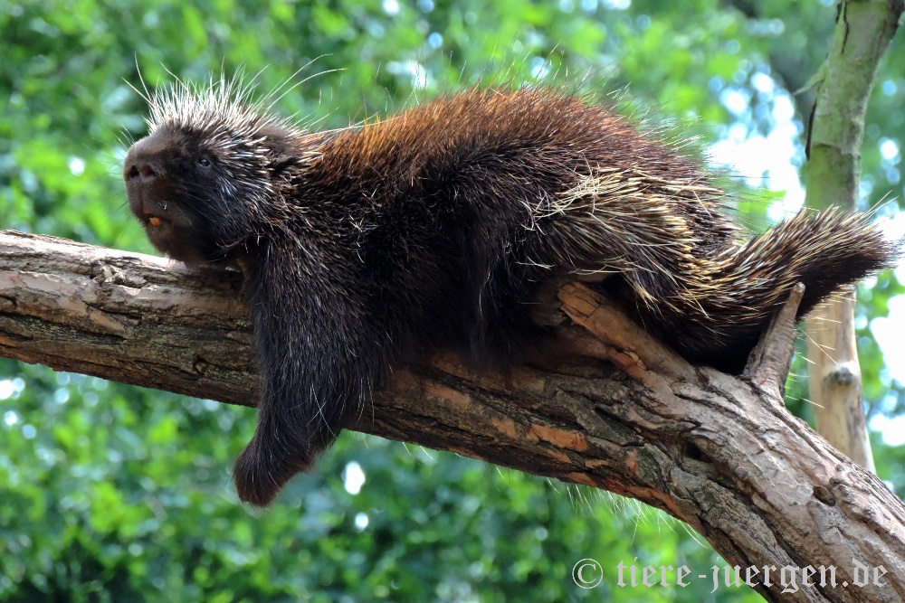 Baumstachler Foto & Bild | tiere, zoo, wildpark & falknerei, säugetiere ...