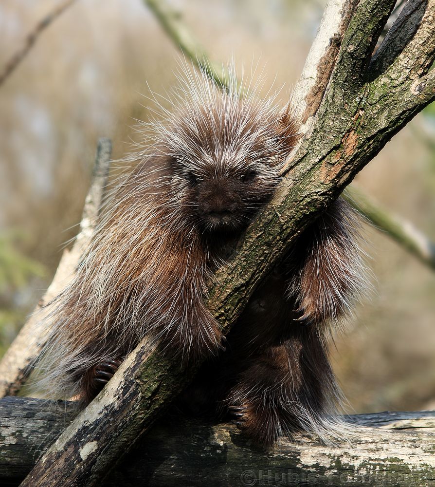 Baumstachler ( Erethizon dorsatum )