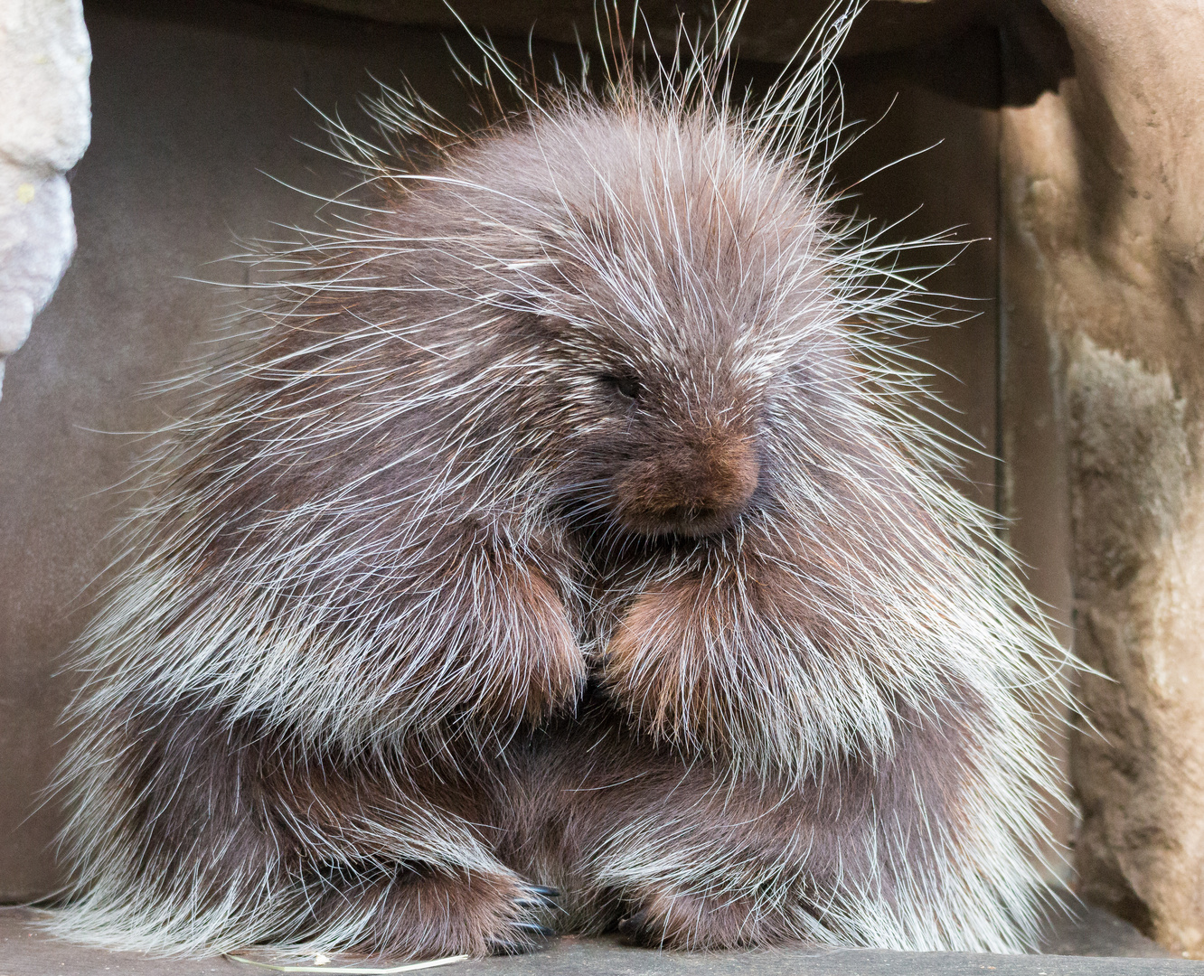 Baumstachler (Erethizon dorsatum)