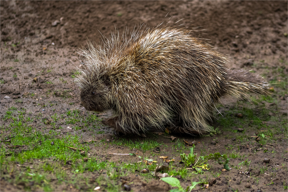 Baumstachler (Erethizontidae)