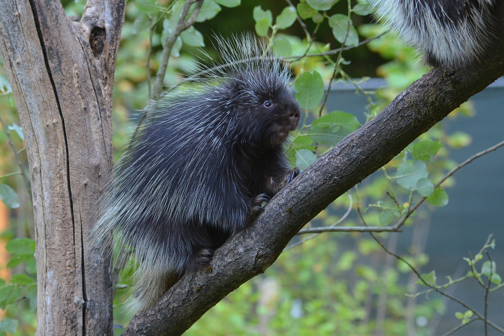 Baumstachler im ZOO Osnabrück