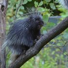 Baumstachler im ZOO Osnabrück